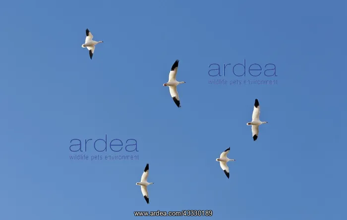 : Snow Geese in Flight : Snow Geese in Flight