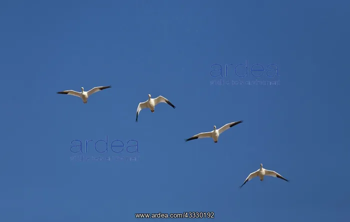: Snow Geese in Flight : Snow Geese in Flight