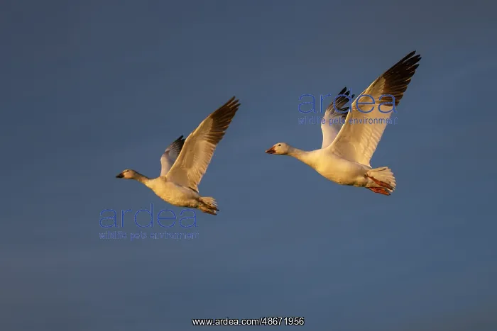 : Snow geese in flight. Bosque del Apache National Wildlife : Snow geese in flight. Bosque del Apache National Wildlife