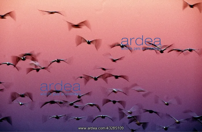 : SNOW GEESE - flight to roost after dark, showing : SNOW GEESE - flight to roost after dark, showing