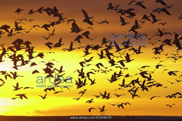 : Snow geese in flight during spring migration : Snow geese in flight during spring migration