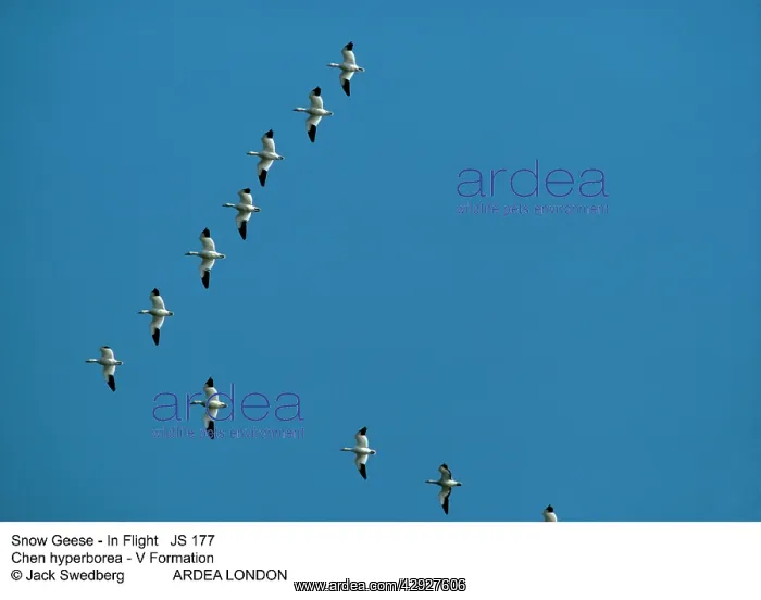 : Snow Geese - In Flight, V-Formation : Snow Geese - In Flight, V-Formation