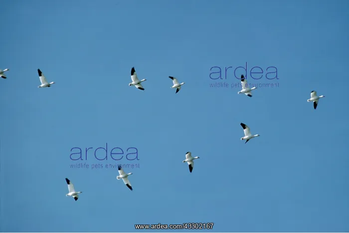 : SNOW GEESE - in flight, v formation : SNOW GEESE - in flight, v formation