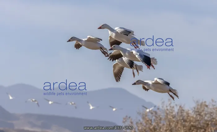 : Snow Geese in flight in winter over the Rio Gran : Snow Geese in flight in winter over the Rio Gran
