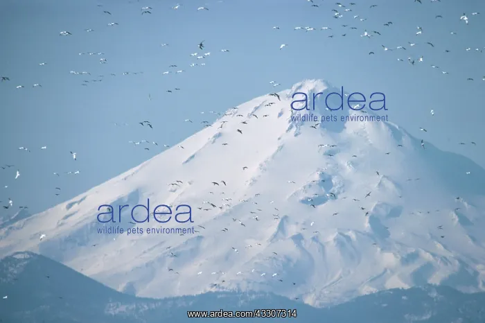 : Snow Geese - Flock in Flight : Snow Geese - Flock in Flight