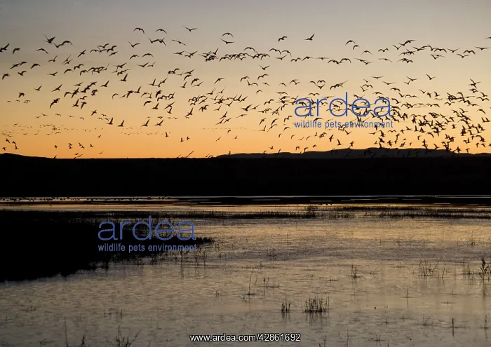 : Snow geese - flock in flight at dawn in midwinter : Snow geese - flock in flight at dawn in midwinter
