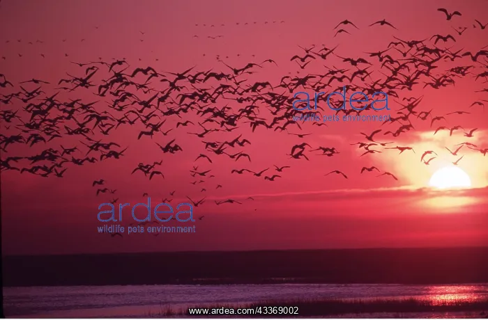: SNOW GEESE - flock in flight, at sunset : SNOW GEESE - flock in flight, at sunset