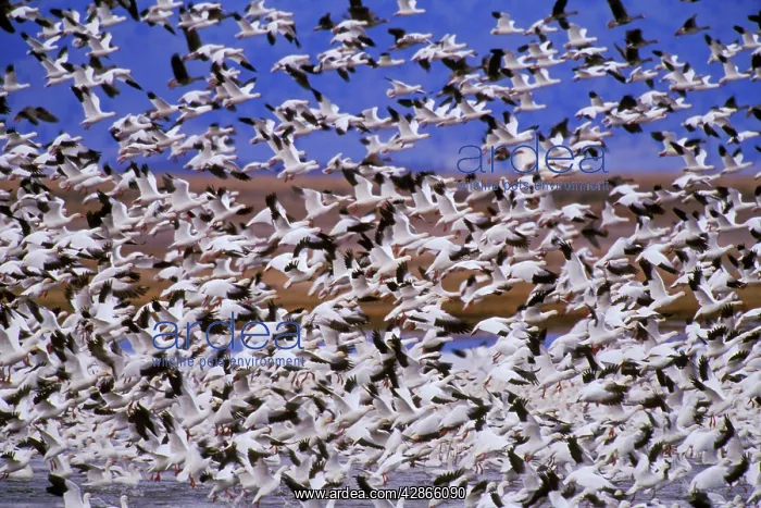 : Snow geese - flock taking off : Snow geese - flock taking off