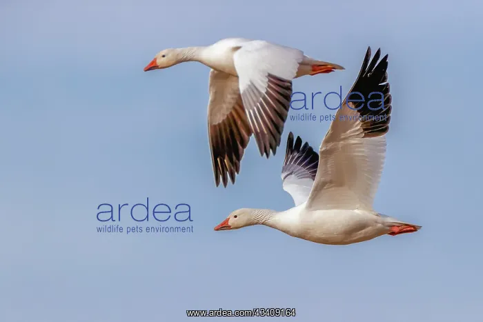 : Snow geese flying. Bosque del Apache National Wildlife : Snow geese flying. Bosque del Apache National Wildlife