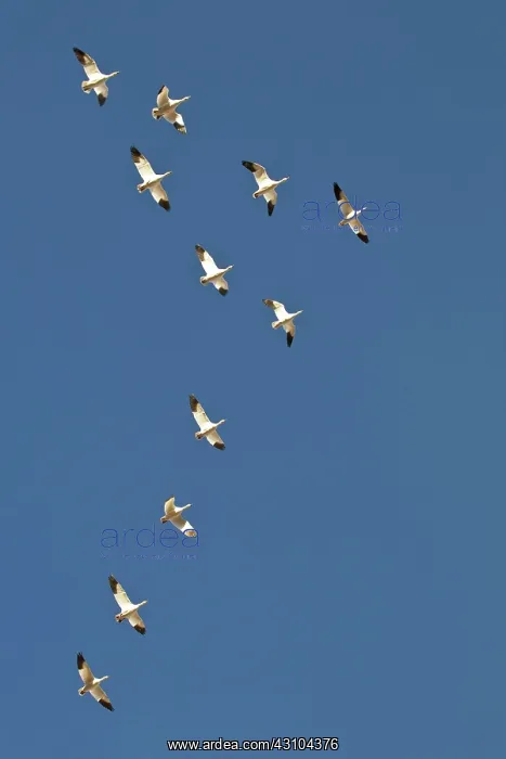 : Snow Geese in Formation : Snow Geese in Formation