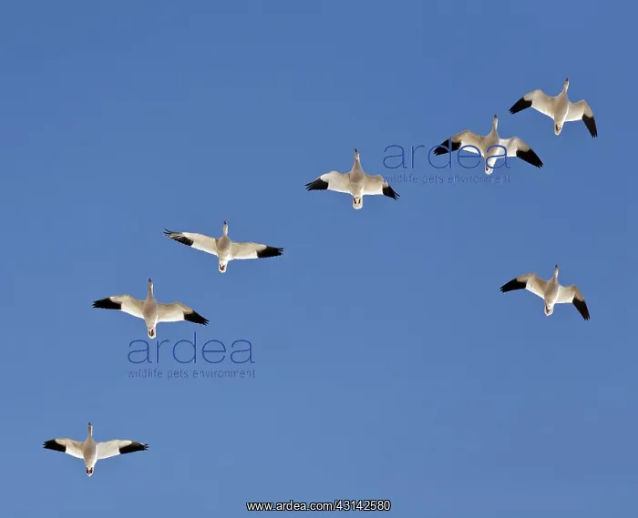 : Snow Geese in Formation : Snow Geese in Formation