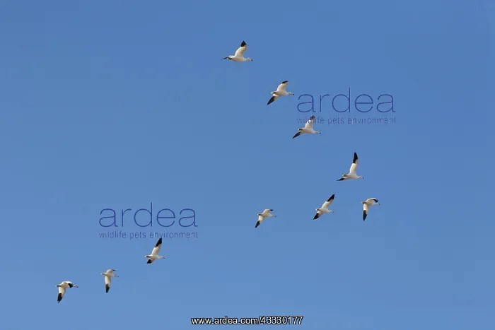 : Snow Geese in Formation : Snow Geese in Formation