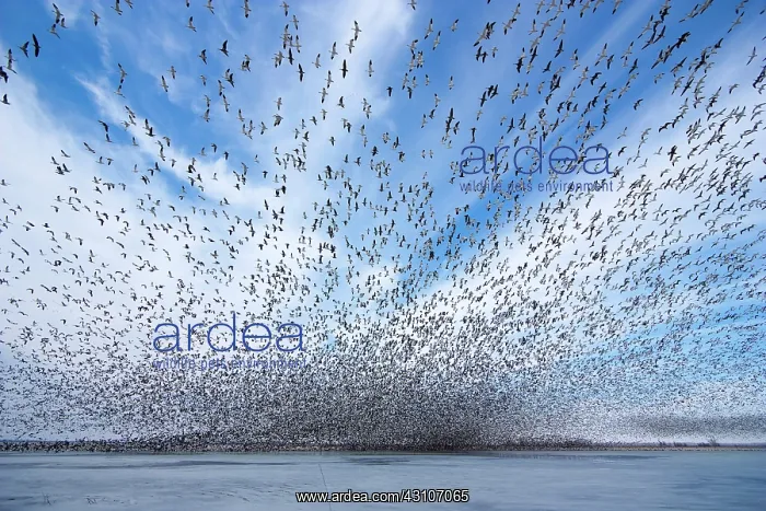 : Snow Geese and Ice : Snow Geese and Ice