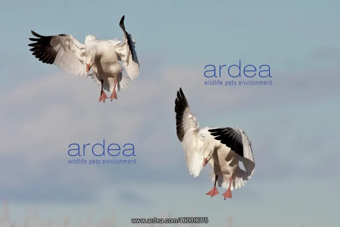 : Snow Geese Landing : Snow Geese Landing