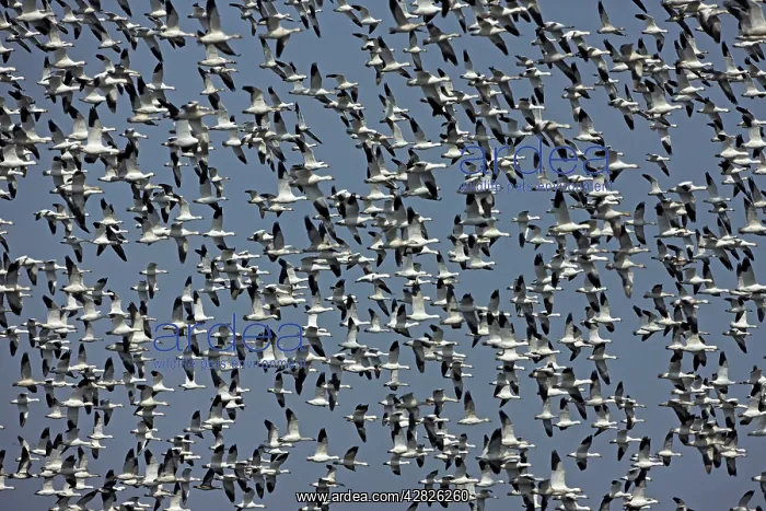 : Snow Geese - Large group in flight - Montezuma : Snow Geese - Large group in flight - Montezuma