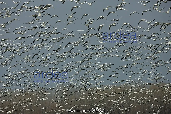 : Snow Geese - Large group in flight - Montezuma : Snow Geese - Large group in flight - Montezuma