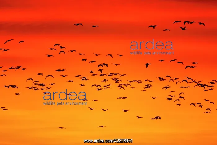 : Snow Geese - Leaving Roost Site before Dawn : Snow Geese - Leaving Roost Site before Dawn