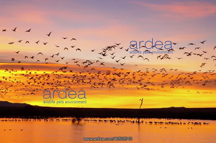 : Snow Geese - Leaving Roost Site before Dawn : Snow Geese - Leaving Roost Site before Dawn