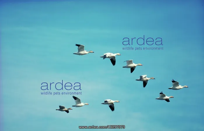 : Snow geese migrating : Snow geese migrating