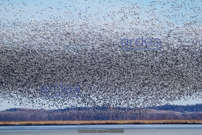: Snow Geese Migration : Snow Geese Migration