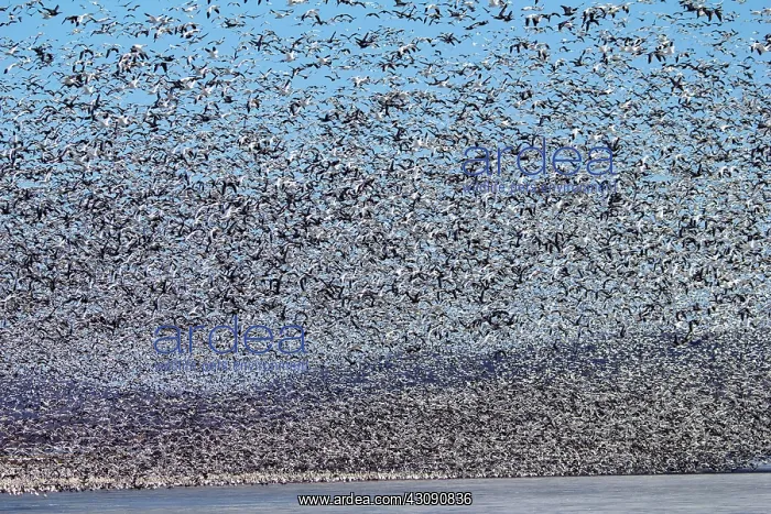 : Snow Geese Migration : Snow Geese Migration
