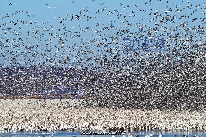 : Snow Geese Migration : Snow Geese Migration