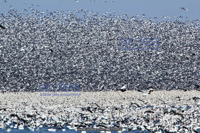 : Snow Geese Migration : Snow Geese Migration