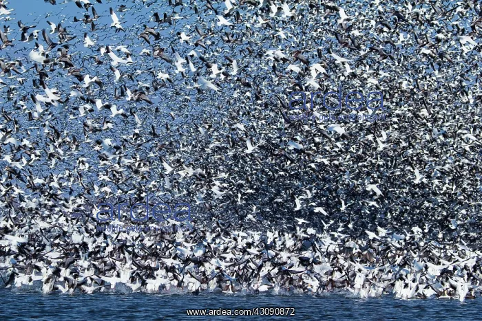 : Snow Geese Migration : Snow Geese Migration
