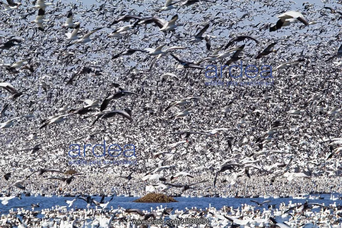: Snow Geese Migration : Snow Geese Migration