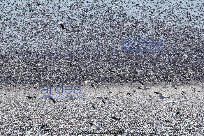 : Snow Geese Migration : Snow Geese Migration