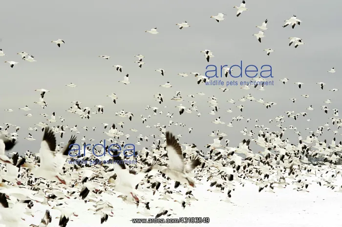 : Snow Geese Migration : Snow Geese Migration