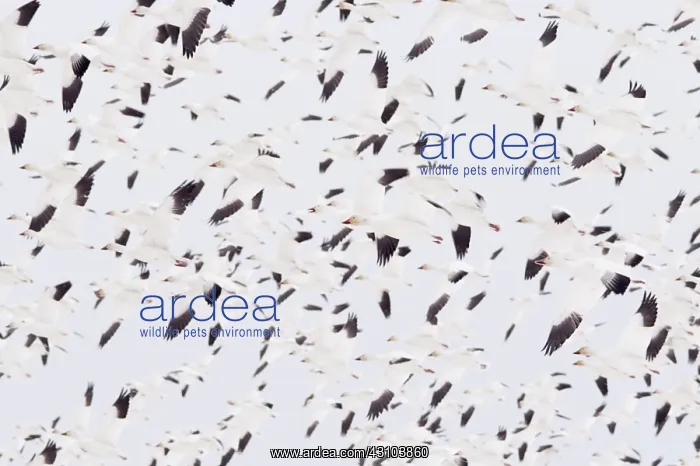 : Snow Geese Migration : Snow Geese Migration