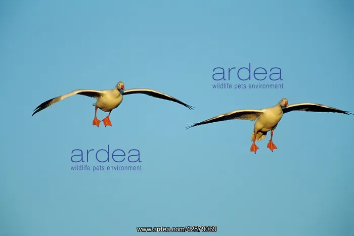 : Snow geese - preparing to land : Snow geese - preparing to land