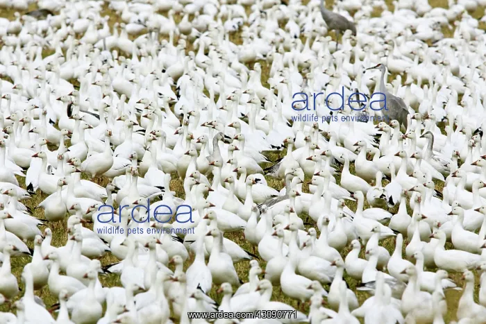 : Snow Geese and Sandhill Cranes : Snow Geese and Sandhill Cranes