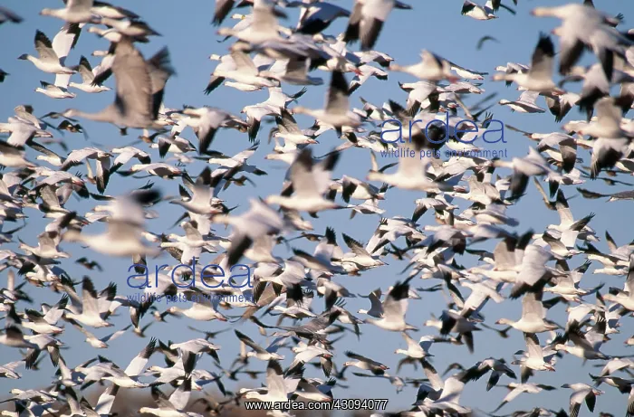 : Snow Geese and Sandhill Cranes : Snow Geese and Sandhill Cranes