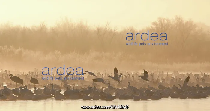 : Snow Geese and Sandhill Cranes : Snow Geese and Sandhill Cranes