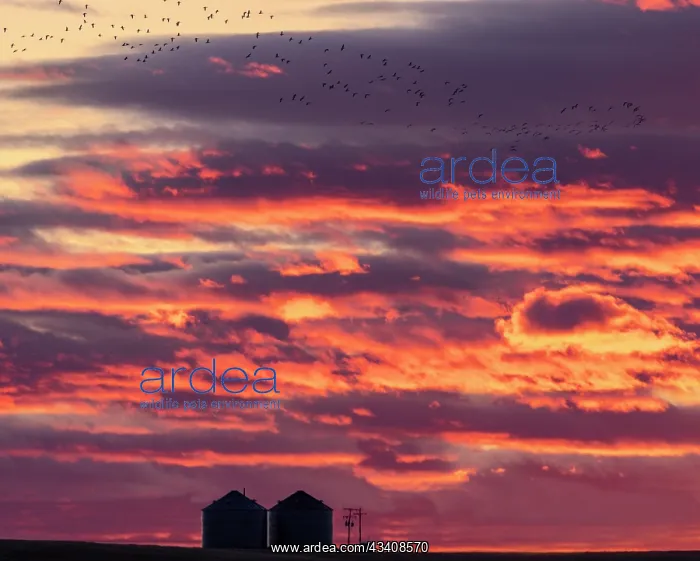 : Snow geese silhouetted against sunrise sky during : Snow geese silhouetted against sunrise sky during
