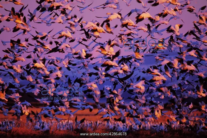 : Snow Geese - sunrise : Snow Geese - sunrise