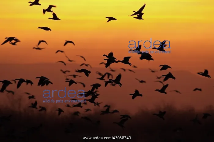 : Snow Geese at Sunset : Snow Geese at Sunset