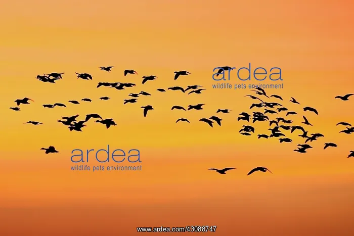 : Snow Geese at Sunset : Snow Geese at Sunset