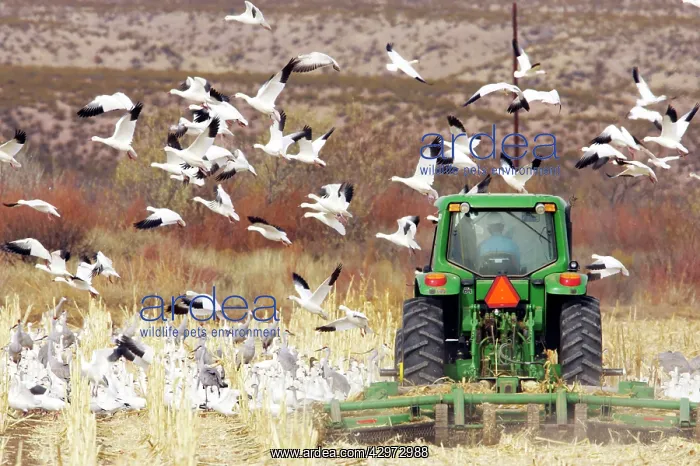 : Snow Geese - Taking flight from corn field as tractor passes : Snow Geese - Taking flight from corn field as tractor passes