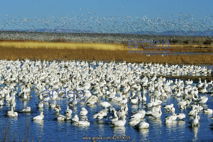 : Snow geese - wintering at Bosque del Apache : Snow geese - wintering at Bosque del Apache