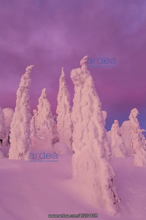 : Snow ghosts in twilight in the Whitefish : Snow ghosts in twilight in the Whitefish