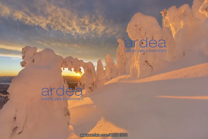 : Snow ghosts in the Whitefish Range near : Snow ghosts in the Whitefish Range near