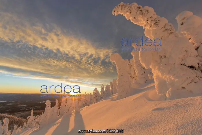 : Snow ghosts in the Whitefish Range near : Snow ghosts in the Whitefish Range near