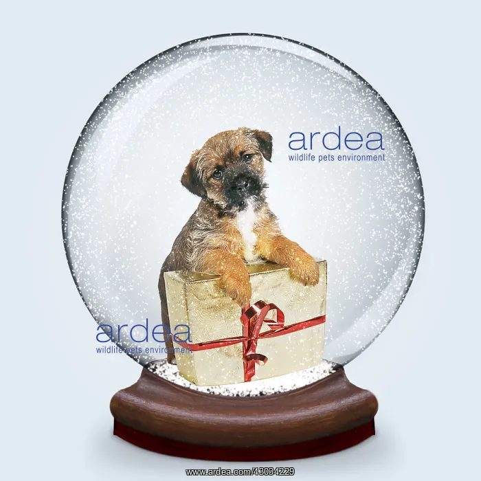 : Snow Globe with Border Terrier puppy and present : Snow Globe with Border Terrier puppy and present