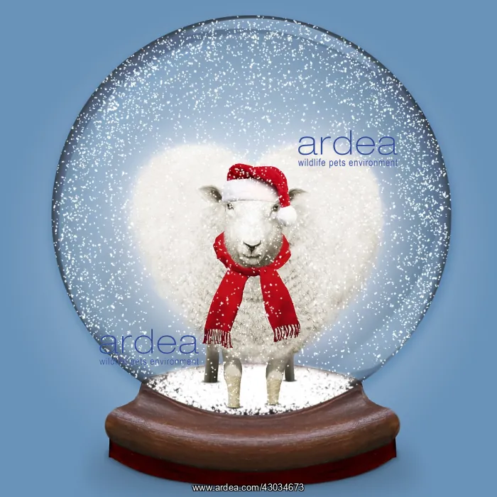  : Snow globe containing heart shaped Sheep  /  Ewe