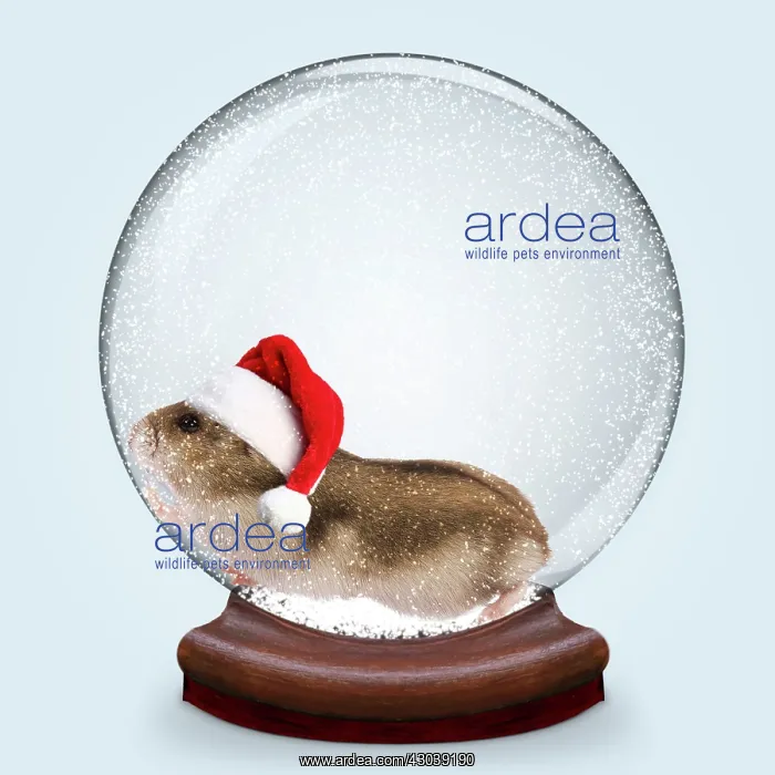 : Snow globe of Hamster wearing Christmas party hats : Snow globe of Hamster wearing Christmas party hats