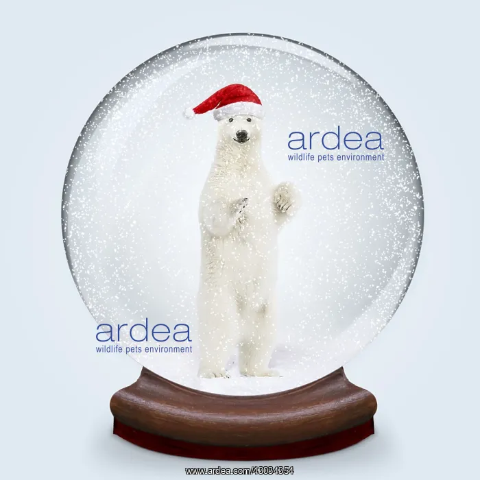 : Snow globe, Polar Bear smiling wearing Christmas hat : Snow globe, Polar Bear smiling wearing Christmas hat