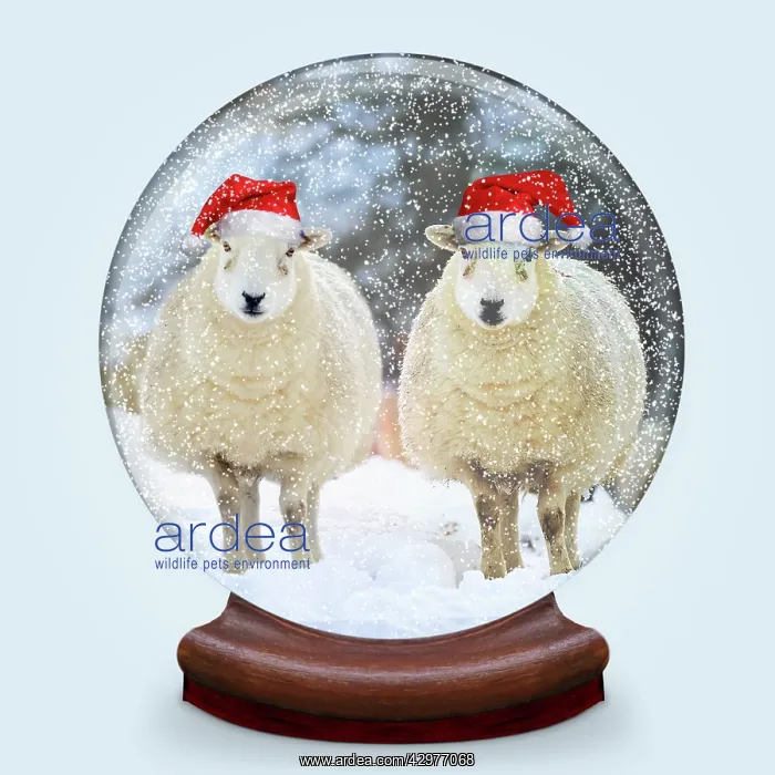 : Snow globe of two sheep wearing Christmas hats : Snow globe of two sheep wearing Christmas hats